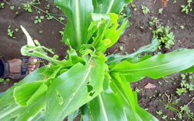 Diseased Crop in Tanzania